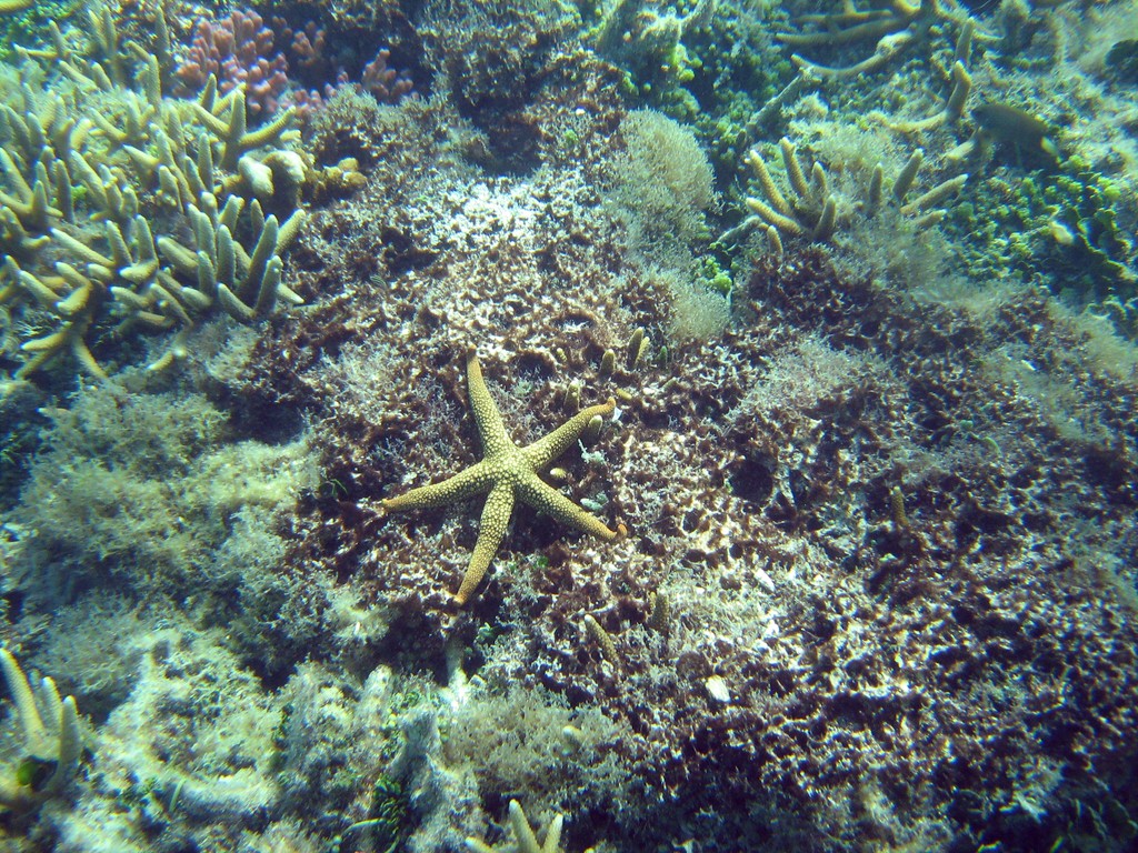 Reef & Marine Life